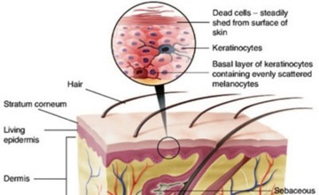 dermatologija